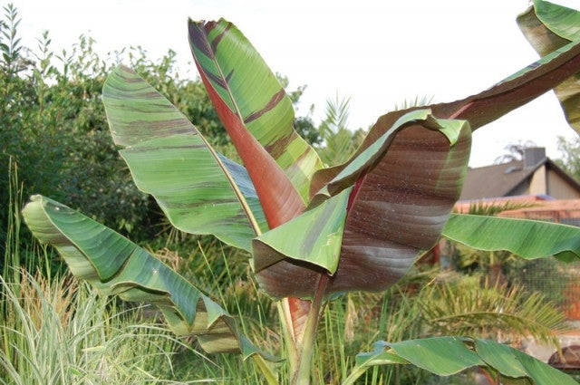 Musa Sikkimensis Red Tiger - Red Tiger Darjeeling Banana - Ornamental Fruit - 5 Seeds
