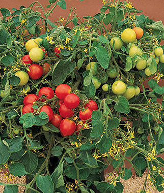Tumbler Tomato - Container Hanging Basket Trailing Tomato - Lycopersicon Esculentum - 5 Seeds