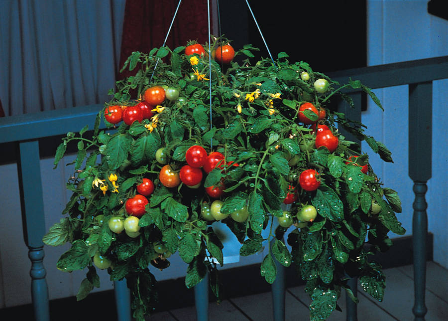 Tumbler Tomato - Container Hanging Basket Trailing Tomato - Lycopersicon Esculentum - 5 Seeds