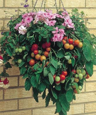 Tumbler Tomato - Container Hanging Basket Trailing Tomato - Lycopersicon Esculentum - 5 Seeds