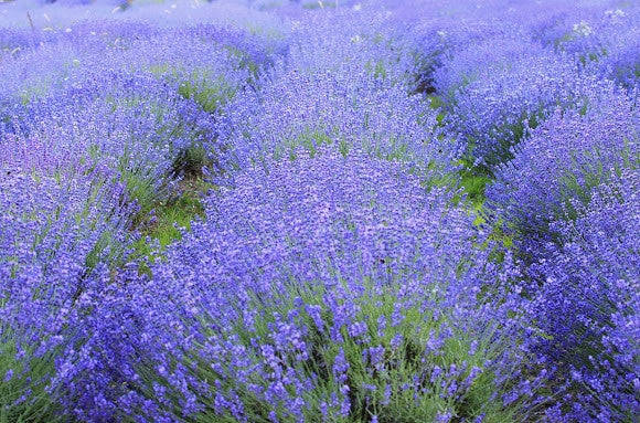 Wedding Favour Seeds - Lavender - T... - Self Pack Option - 600 Seeds - 20 Guest / Favour x 30 Seeds
