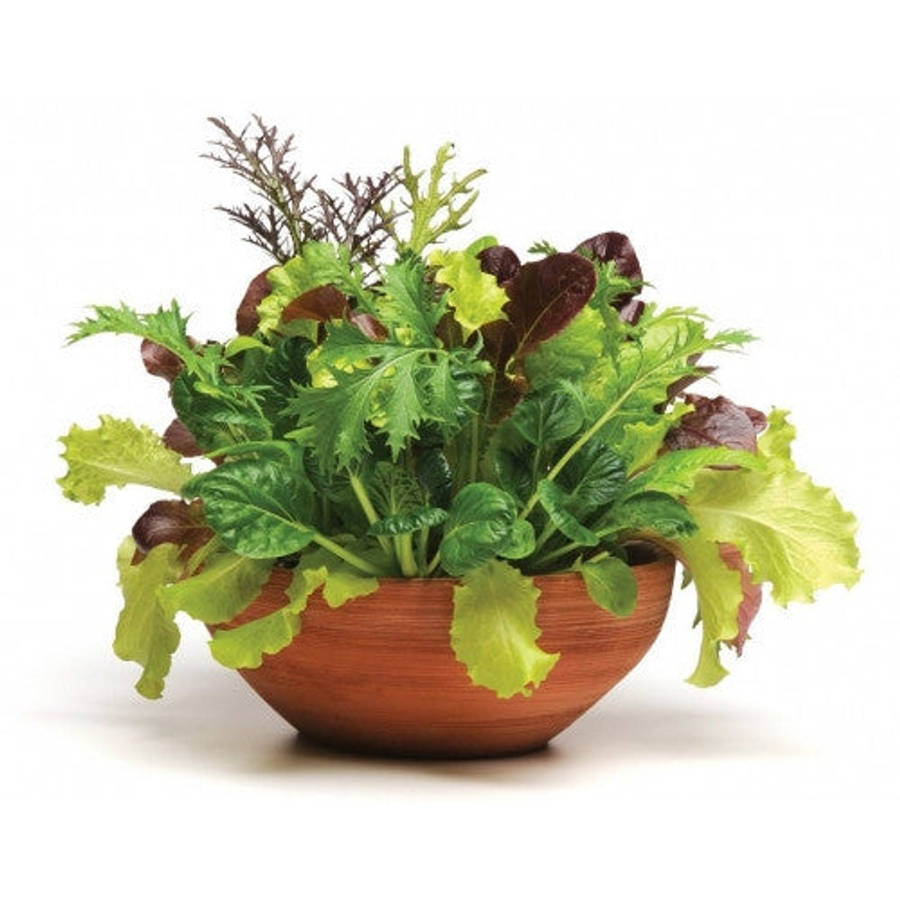 Global Gourmet Salad Leaf Mix - Vegetable - 5 Seed Pellets - Simply Salad - Multi Seed Pellets - ...