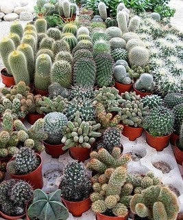 Mixed Cactus Seeds - Cactaceae - Exotic Cacti