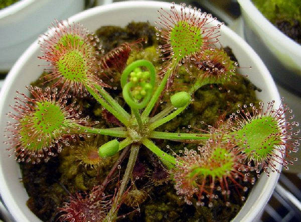 Drosera rotundifolia - Carnivorous Round Leaved Sundew Plant - 5 Seeds