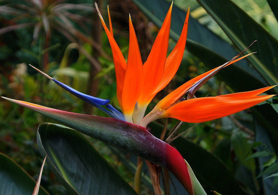 Corporate Gifting Seeds - Bird of Paradise - Strelitzia Reginae - Indigenou... - 20 Packs of 5 Seeds