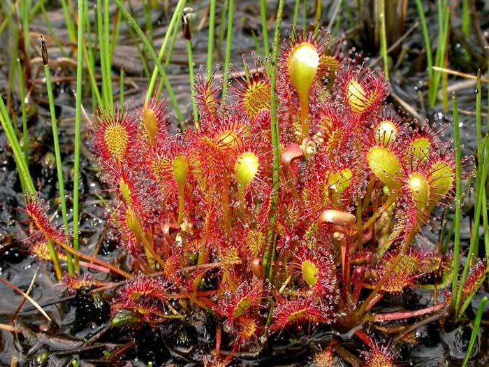 Drosera intermedia - Exotic Cuban Carnivorous Sundew Plant - 5 Seeds