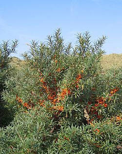 Sea Buckthorn - Hippophae Rhamnoides - Bonsai / Exotic Tree - 10 Seeds