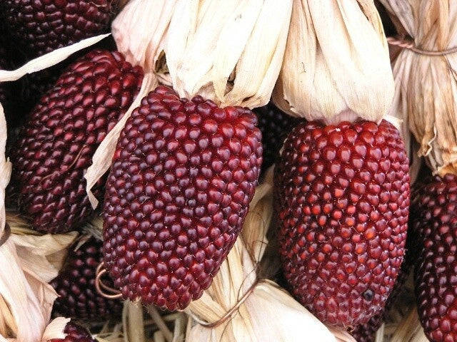 Strawberry Popcorn - Heirloom Vegetable - 10 Seeds
