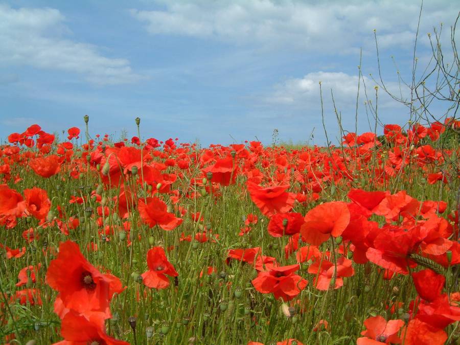 American Legion Poppy - Papaver Rhoeas "American Legion" - Annual Flower - 500 Seeds