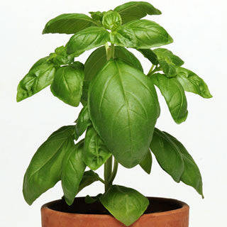 Dolce Fresca Italian Basil - Culinary Herb - 50 Seeds