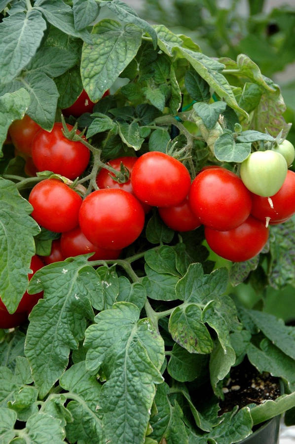 Totem Red Tomato - Container Cherry Tomatoes - Lycopersicon Esculentum - 5 Seeds