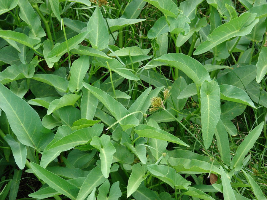 Green Water Spinach - Water convolvulus - Kangkong - Ipomoea Aquatica - Exotic Thai Vegetable - 2...