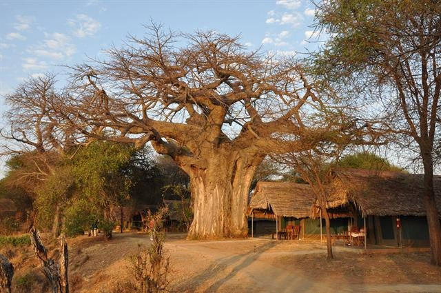 African Baobab - Adansonia Digitata - Indigenous Tree / Bonsai - Seeds - 5 Seeds