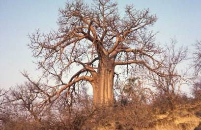 African Baobab - Adansonia Digitata - Indigenous Tree / Bonsai - Seeds - 5 Seeds