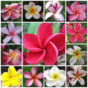 Frangipani - Plumeria Mixed Species - Exotic Succulent - 5 Seeds