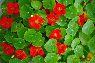 Nasturtium Globe of Fire - Bulk Edible Flower Seeds - 20 gram