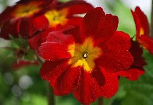 Crimson Shades Fairy Primrose - Primula Malacoides - Annual Flower - 50 Seeds