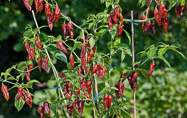 Chocolate Bhut Jolokia - Ghost Pepper - Chilli Pepper - Capsicum Chinense - Extremely Hot - 5 Seeds