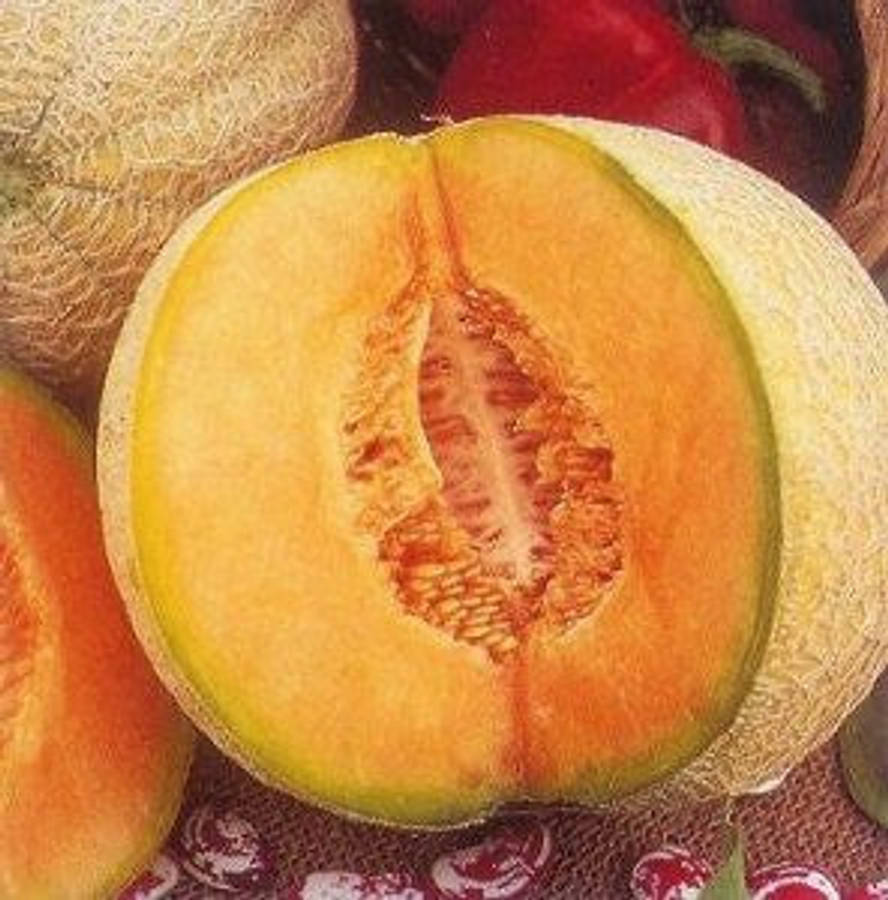 Iroquois Melon -  Heirloom Fruit - Cucumis Melo - 20 Seeds