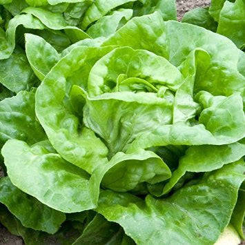 Butterhead "Attraction" Lettuce - Bulk Vegetable Seeds - 50 grams