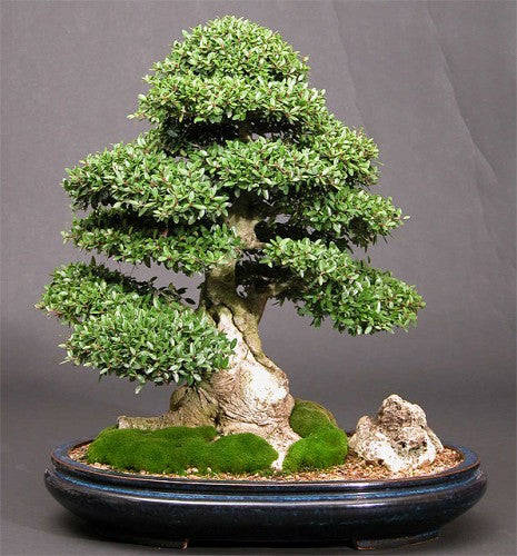 Ilex cornuta - Chinese Holly - Exotic Shrub / Bonsai Tree - 10 Seeds