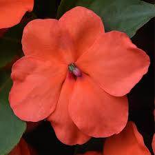 Impatiens Beacon - Salmon - Bizzy Lizzies - Annual - 10 Seeds