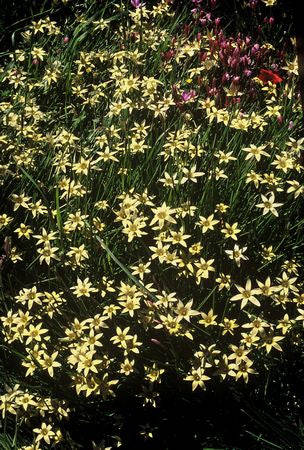 Romulea Hirta - Indigenous South African Bulb - 10 Seeds