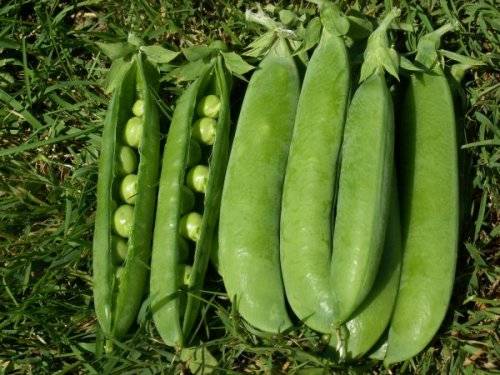 Weggisser Mange Tout - ORGANIC - Heirloom Vegetable - 10 Seeds
