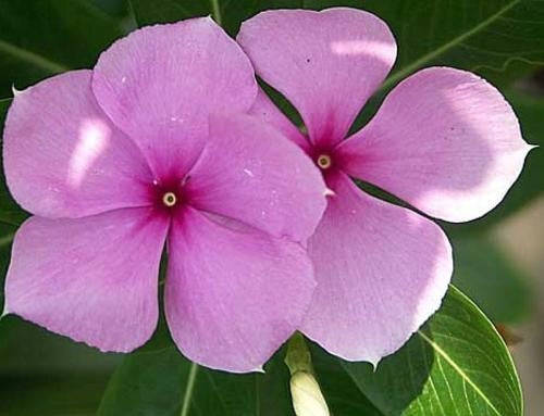 Madigascan Periwinkle Shrub - Vinca Rosea - 10 Seeds