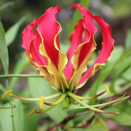 Gloriosa Superba Red - Flame Lily - Zimbabwean Bulb - 10 Seeds