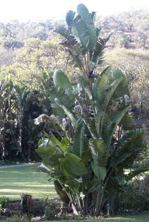 Strelizia Nicolai Evergreen Tree - Natal Wild Banana - Great White Bird of Paradise - ... - 10 Seeds