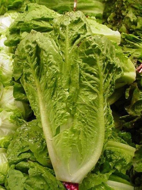 Parris Island Romaine Cos Lettuce - Heirloom Vegetable - Lactuca Sativa - 500 Seeds