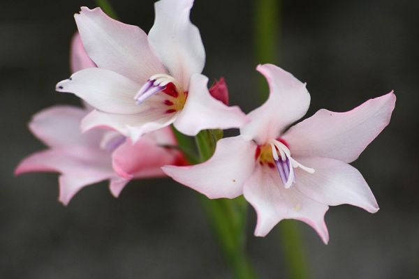 Gladiolus Carneus - Indigenous South African Bulb - 5 Seeds