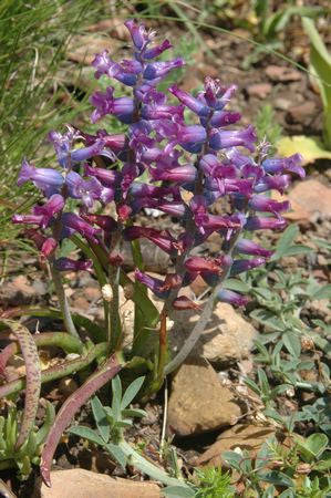 Lachenalia Orchioides var. Glaucina - Indigenous South African Bulb - 10 Seeds