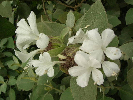Barleria Albostellata - Indigenous South African Perrenial Shrub - 5 Seeds