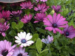 Dimorphotheca Chrysanthemifolia - Indigenous South African Perrenial Shrub - 10 Seeds