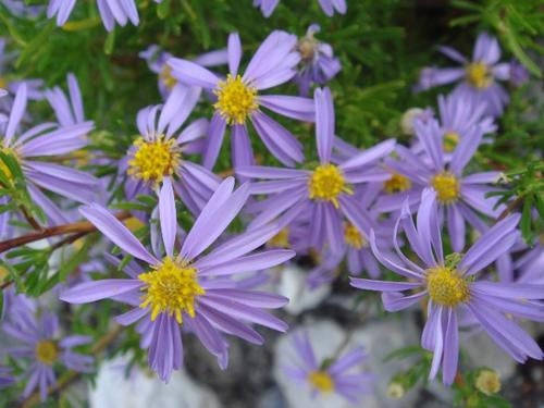 Felicia Filifolia - Indigenous South African Perrenial Shrub - 10 Seeds