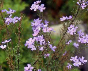 Jamesbrittenia Grandifloria - Indigenous South African Perrenial Shrub - 5 Seeds