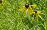 Tripteris Oppositifolium - Indigenous South African Perrenial Shrub - 5 Seeds