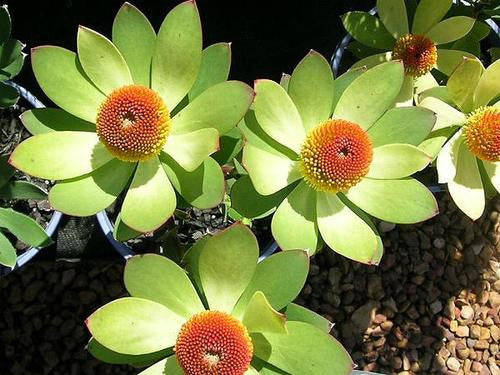 Leucadendron Laureolum - Indigenous South African Protea - 5 Seeds