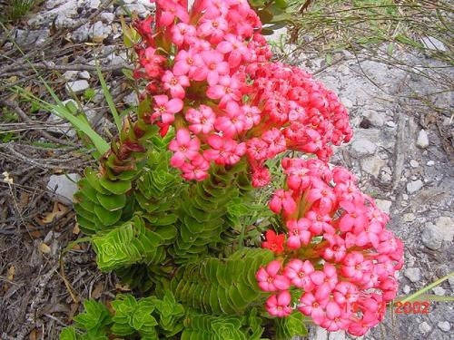Crassula Coccinea - Indigenous South African Succulent - 10 Seeds