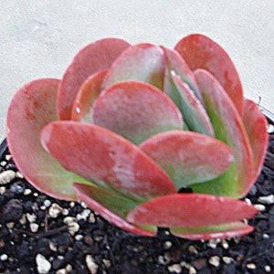 Kalanchoe Thyrsiflora - Indigenous South African Succulent - 10 Seeds