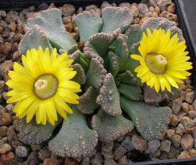 Titanopsis Fulleri - Indigenous South African Succulent - 10 Seeds