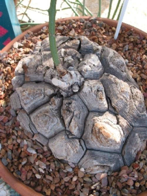Dioscorea Elephantipes - Indigenous South African Succulent - 10 Seeds