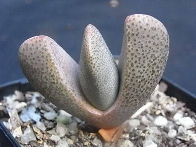 Pleiospilos Compactus ssp Canus - Indigenous South African Succulent - 10 Seeds