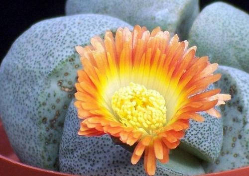 Pleiospilos Nelii - Indigenous South African Succulent - 10 Seeds