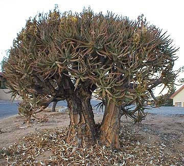 Aloe Ramosissima - Indigenous South African Succulent - 10 Seeds