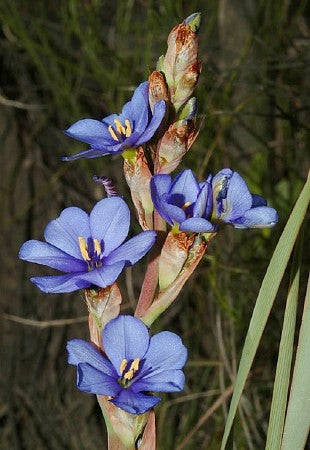 Aristea Bakeri - Indigenous South African Bulb - 10 Seeds