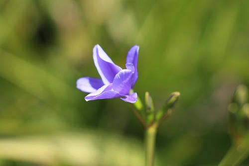 Aristea Ensifolia - Indigenous South African Bulb - 10 Seeds