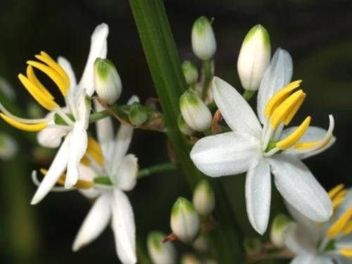 Chlorophytum Krookianum - Indigenous South African Bulb - 10 Seeds
